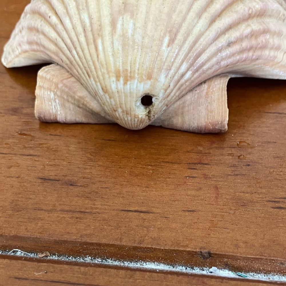 Shell - Picture 3 of 3